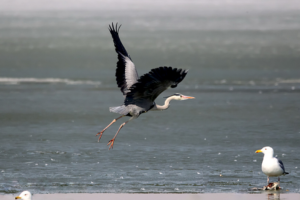 SOS in the Sky: How Bird Cries Are Becoming a Global Wake-Up Call 🐦🔊 video poster