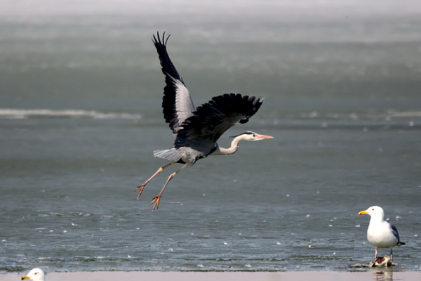 SOS in the Sky: How Bird Cries Are Becoming a Global Wake-Up Call 🐦🔊 video poster