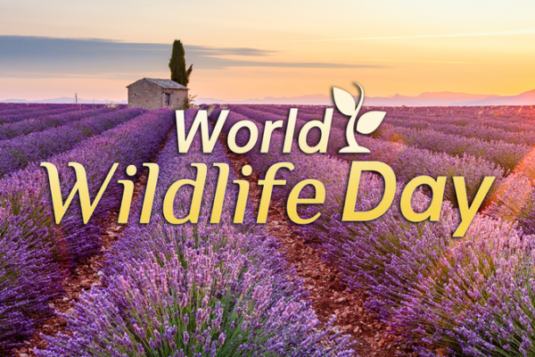 🌿 World Wildlife Day 2026 Spotlights Medicinal Plants & Global Heritage