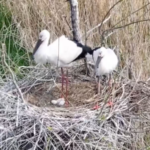 Rare Oriental Stork Chick Hatches in China’s Dongting Lake 🌱🐣 Rare Oriental Stork Chick Hatches in China’s Dongting Lake 🌱🐣 video poster