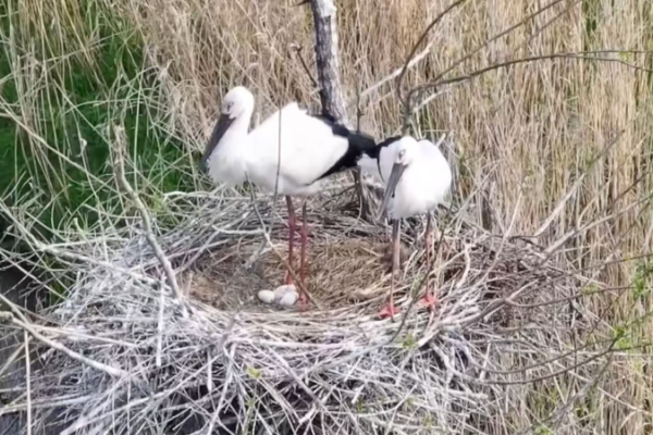 Rare Oriental Stork Chick Hatches in China’s Dongting Lake 🌱🐣 video poster