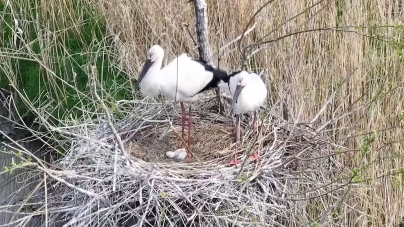 6CM4FFO4UWJS5KLQCMA1 - 🌍NewspaperAmigo – Your Global News Buddy 🗞️ Rare Oriental Stork Chick Hatches in China’s Dongting Lake 🌱🐣 video poster