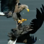 7BYNO2E6165VOUGDAAA7 - 🌍NewspaperAmigo – Your Global News Buddy 🗞️ Beijing's Skies Buzz as Rare Eagles Make a Comeback 🦅📸 video poster