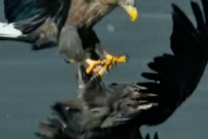 Beijing's Skies Buzz as Rare Eagles Make a Comeback 🦅📸 video poster