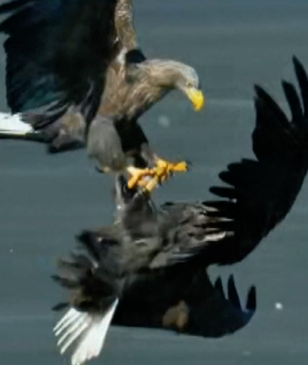 Beijing's Skies Buzz as Rare Eagles Make a Comeback 🦅📸 video poster