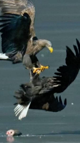 Beijing's Skies Buzz as Rare Eagles Make a Comeback 🦅📸 video poster