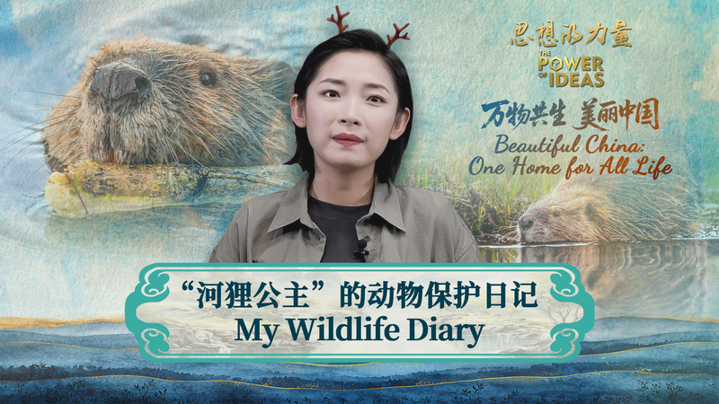 Meet Chu Wenwen: China’s Beaver Guardian Inspiring Eco-Action 🌿✨ video poster
