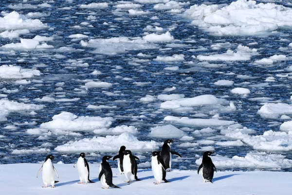 Antarctic Ice Plummets: Storms & Warm Seas to Blame 🌊❄️