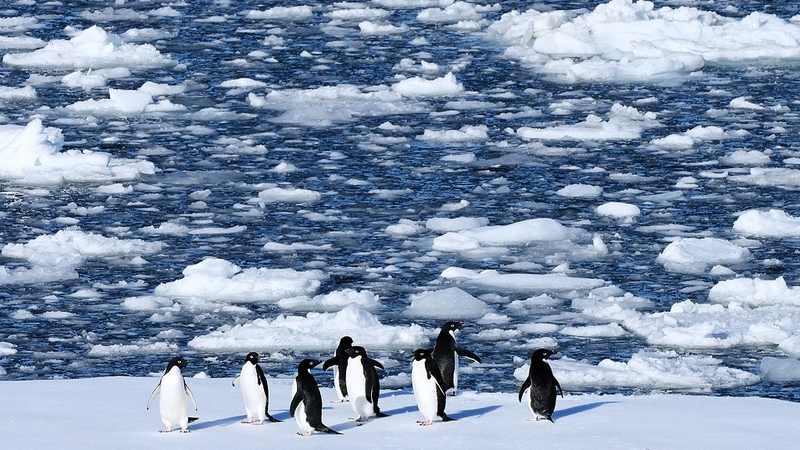 Antarctic Ice Plummets: Storms & Warm Seas to Blame 🌊❄️