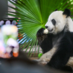 8YOJIVHTAC5KALULPGE3 - 🌍NewspaperAmigo – Your Global News Buddy 🗞️ Meet Hainan’s Panda Bros: Live Stream Highlights Boao Forum’s Eco Focus 🐼🌿 video poster