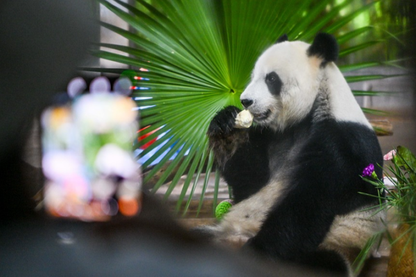 Meet Hainan’s Panda Bros: Live Stream Highlights Boao Forum’s Eco Focus 🐼🌿 video poster
