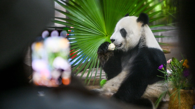 Meet Hainan’s Panda Bros: Live Stream Highlights Boao Forum’s Eco Focus 🐼🌿 video poster