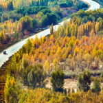 China's 'Green Great Wall' Grows as Nation Marks Tree-Planting Day 🌱🇨🇳