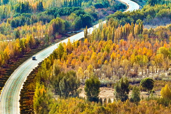 China's 'Green Great Wall' Grows as Nation Marks Tree-Planting Day 🌱🇨🇳
