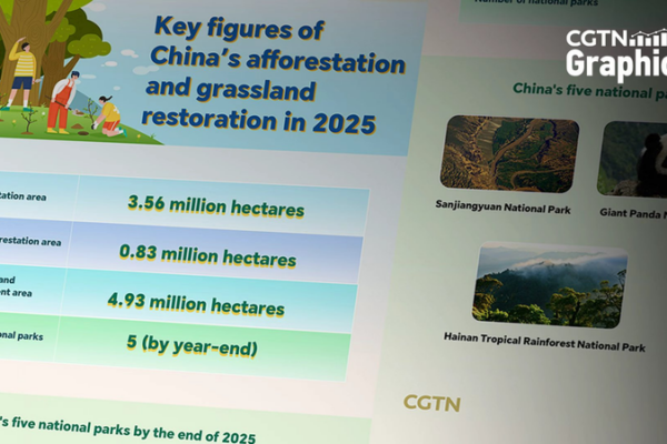 China’s Green Leap: 2025 Eco Stats Reveal Massive Reforestation 🌱