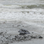 🌧️ Flash Flood Emergency in SE Australia: Victoria, NSW on High Alert