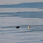 Arctic Ice Hits Record Low: Climate Alarm Bells Ring 🚨🌍