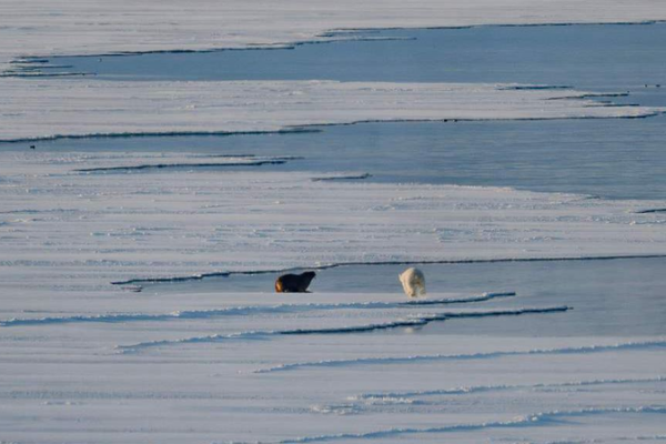 Arctic Ice Hits Record Low: Climate Alarm Bells Ring 🚨🌍