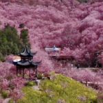 China's Spring Blossoms Draw Record Crowds 🌸✨ video poster