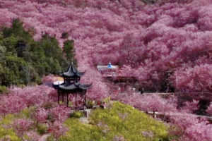 China's Spring Blossoms Draw Record Crowds 🌸✨ video poster