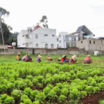 Empowering Africa's Women Farmers: Key to Food Security 🌱👩🌾