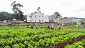 Empowering Africa's Women Farmers: Key to Food Security 🌱👩🌾