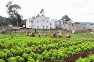 Empowering Africa's Women Farmers: Key to Food Security 🌱👩🌾