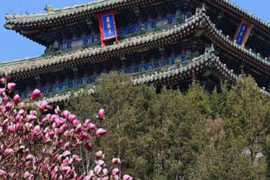 Beijing Blooms Early: Spring 2026 Paints City in Vibrant Colors 🌸🏙️