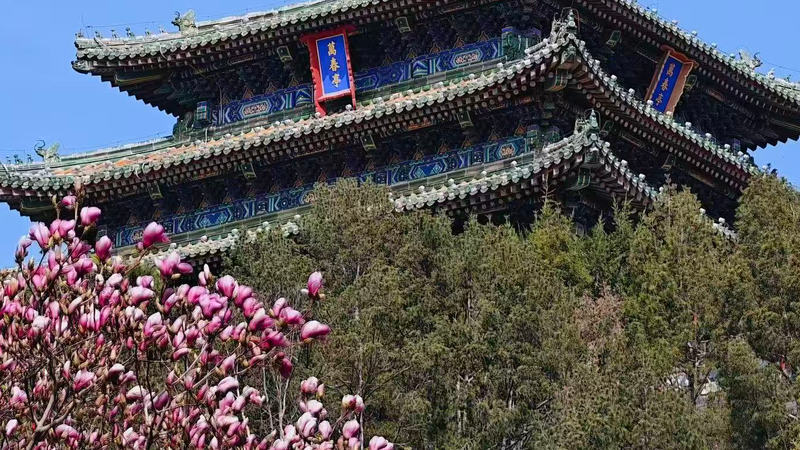 Beijing Blooms Early: Spring 2026 Paints City in Vibrant Colors 🌸🏙️