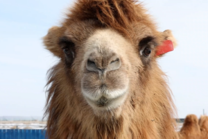 Fukang’s Camel Boom Spurs Jobs & Economic Growth 🐪💼 video poster