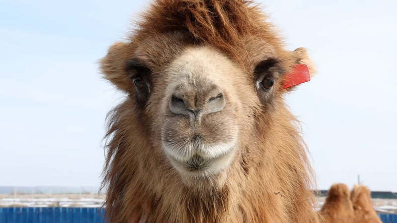 B28RR46QG901G442GJ6F - 🌍NewspaperAmigo – Your Global News Buddy 🗞️ Fukang’s Camel Boom Spurs Jobs & Economic Growth 🐪💼 video poster