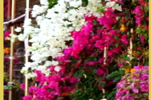 Wuzhishan Blooms: Hainan’s 2026 Floral Spectacle 🌸✨ video poster