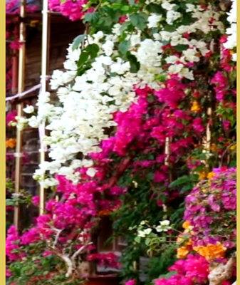 Wuzhishan Blooms: Hainan’s 2026 Floral Spectacle 🌸✨ video poster