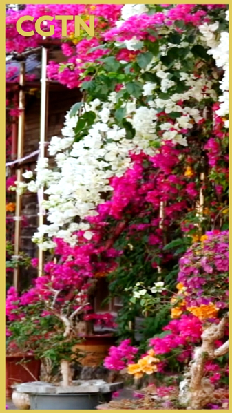 Wuzhishan Blooms: Hainan’s 2026 Floral Spectacle 🌸✨ video poster