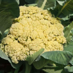 Beijing's AI Farm Grows 20 Veggies with Climate-Smart Tech 🌱🤖