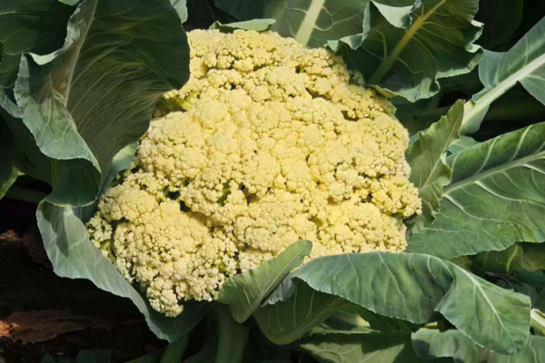 Beijing's AI Farm Grows 20 Veggies with Climate-Smart Tech 🌱🤖