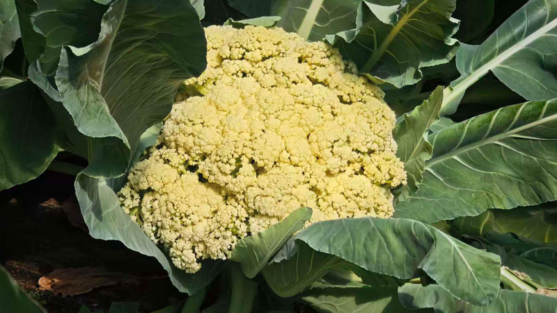 Beijing's AI Farm Grows 20 Veggies with Climate-Smart Tech 🌱🤖