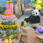 Meet Hainan’s Panda Bros: Gong Gong & Shun Shun’s Tropical Life 🌿🐼 video poster