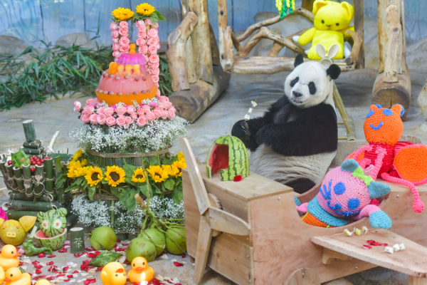 Meet Hainan’s Panda Bros: Gong Gong & Shun Shun’s Tropical Life 🌿🐼 video poster