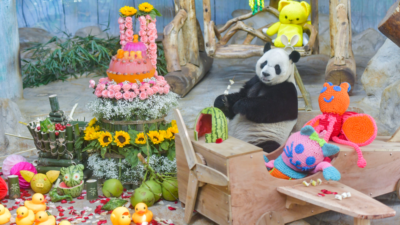 Meet Hainan’s Panda Bros: Gong Gong & Shun Shun’s Tropical Life 🌿🐼 video poster