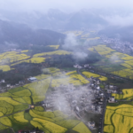 Golden Blooms Transform Anhui Village into Spring Wonderland 🌼🏞️ video poster