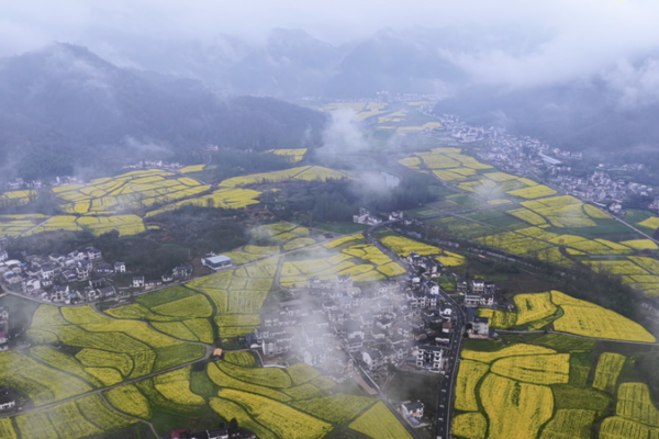Golden Blooms Transform Anhui Village into Spring Wonderland 🌼🏞️ video poster
