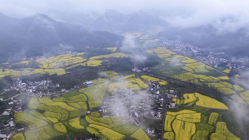 Golden Blooms Transform Anhui Village into Spring Wonderland 🌼🏞️ video poster