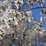 Xinjiang's Apricot Blossoms Bloom into Cultural Tourism Boom 🌸 video poster