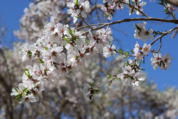 Xinjiang's Apricot Blossoms Bloom into Cultural Tourism Boom 🌸 video poster