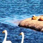Spring Awakens Gansu's Yellow River Wetlands 🌾🐑 video poster
