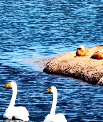 Spring Awakens Gansu's Yellow River Wetlands 🌾🐑 video poster