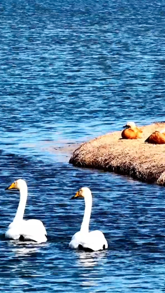 EFJZGVV1WLGJHI0ERX03 - 🌍NewspaperAmigo – Your Global News Buddy 🗞️ Spring Awakens Gansu's Yellow River Wetlands 🌾🐑 video poster