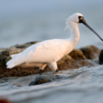 Shenzhen Goes Dark for Wildlife: City Lights Dim to Protect Migrating Animals 🌿✨