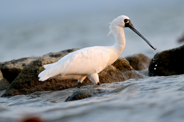 Shenzhen Goes Dark for Wildlife: City Lights Dim to Protect Migrating Animals 🌿✨